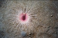 UW-Foto Zylinderrose