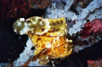 UW-Foto Schaukelfisch
