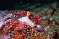 UW-Foto Bullock-Sternschnecke