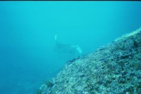 UW-Foto Manta &uuml;ber Felskuppe