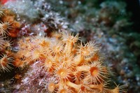 UW-Foto von gelben Krustenanemonen
