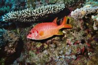 UW-Foto Soldatenfisch unter Schirmkoralle